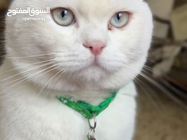 قط ذكر العمر 4 سنوات للتبني