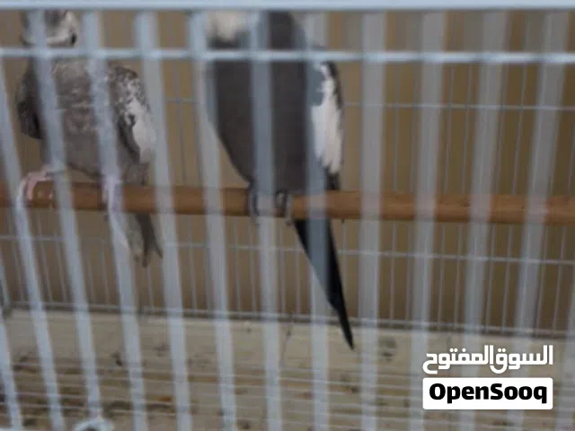 زوج كوكتيل ويت فيس علا الشرط منتج كم مره وأموره جداً طيبه صحه ممتازه الان يبا يبيض حالين