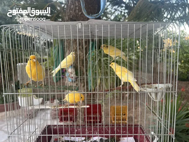 عصافير كناري