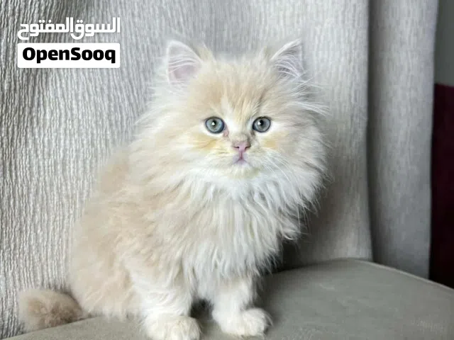 قطط شيرازي بيور ع شانشيلا عمر شهرين ألوان متعدده صحة ممتازة اليفين ونظيفين شعر كثيف
