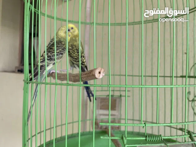 للبيع زوج طير هند مع القفص