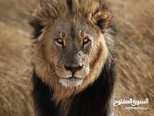 محمد ابو محمد