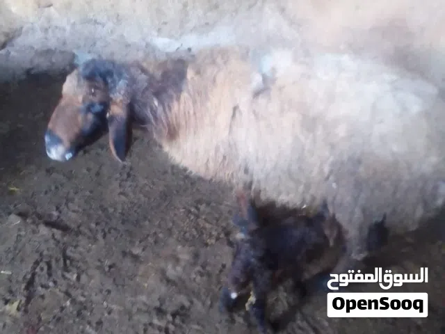 9 نعاج مقنوي جمع نظيف وحدة والده و4 درار و4 اعاده فحص سوائل