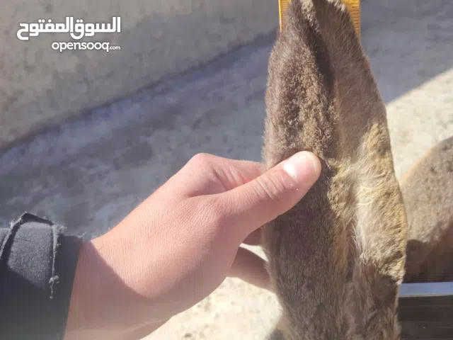 انثئ ألماني ع أوكراني وزن خمسه كيله ونص +ذكر هجين ألماني شغال وزن 3 كيلو ونص