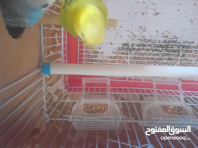 عصافير بقلينو الله يبارك السعر في الوصف
