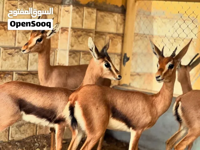 غزلان للبيع شحن الى الكويت