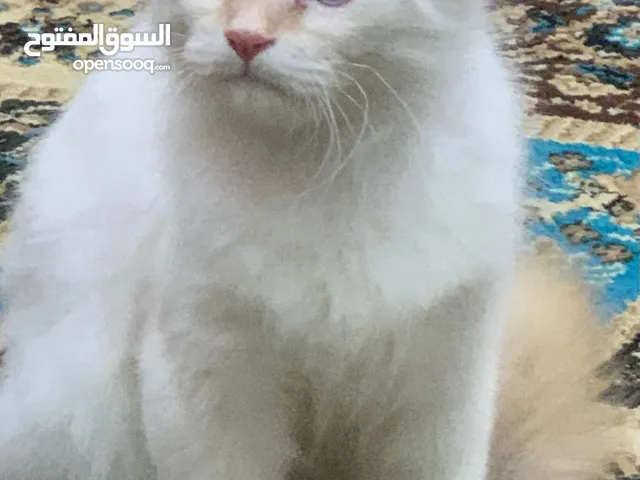 قطتين للبيع الهملايا دفتر تلقيح ولقاح كامل لعوبات الليفات فول