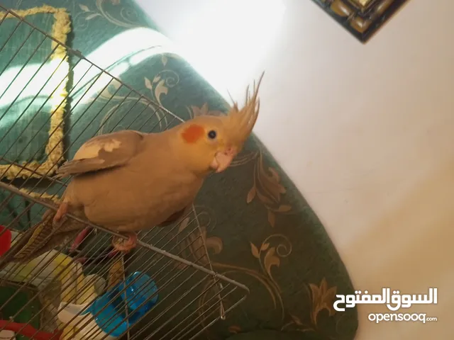 عصفور كوكتيل عمره من 3-5 اشهر مو مبين ذكر ولا انثى