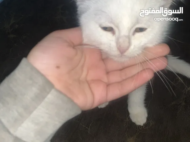 قطَ هملايا العمر شهرين انثى