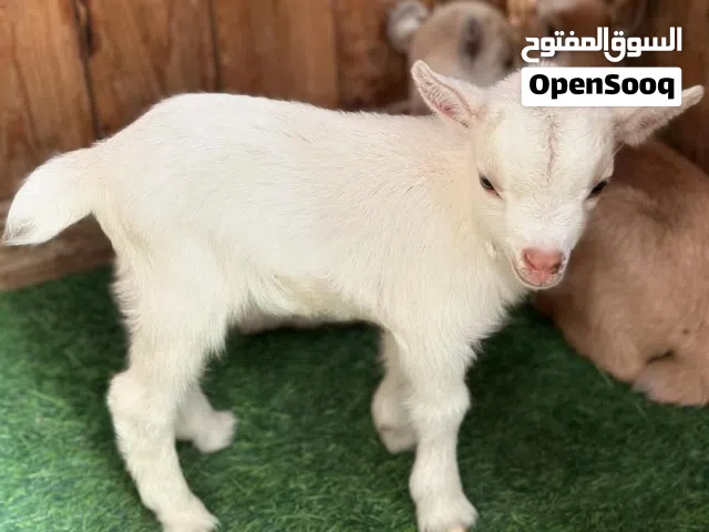 ماعز قزم بلجيكي بصحة جيدا جداً