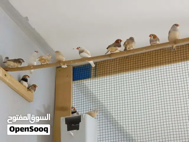 زيبرا هاف اورنج غليظة للبيع