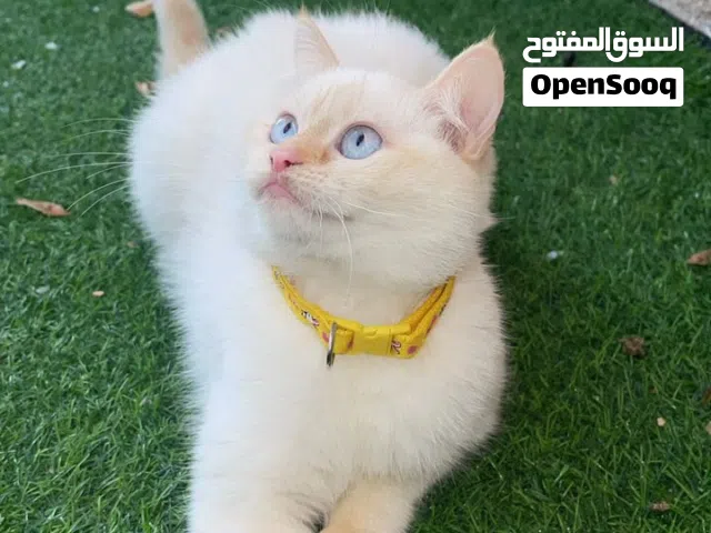 قطة سيامي بيضاء