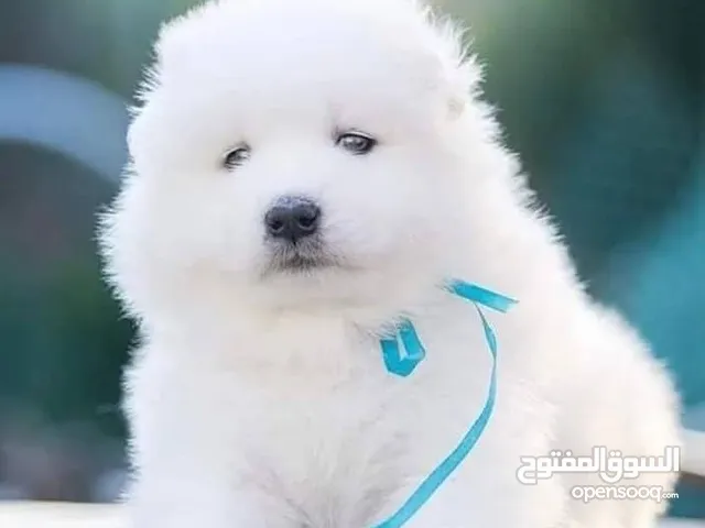 جراء سامويد مميزه جدا.....