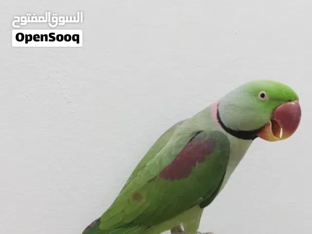 السلام عليكم مطلوب مطلووب جذع نخله للببغاء النيبالي الي يندل اوعندهخلي يراسلني خاص  اكوون ممنون منه