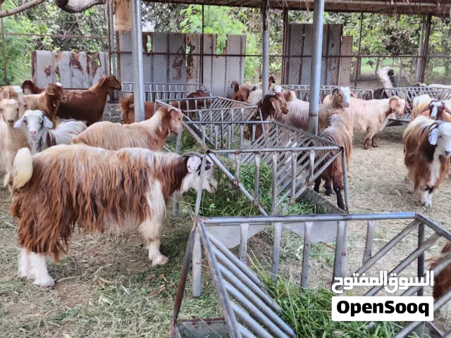 جداية للبيع