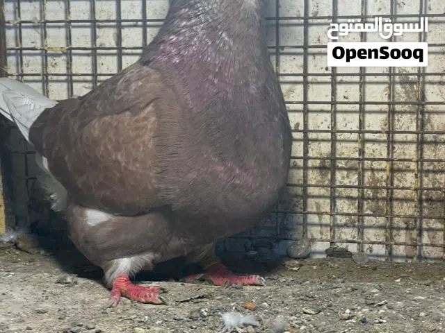 فرش وانواع ثانيه