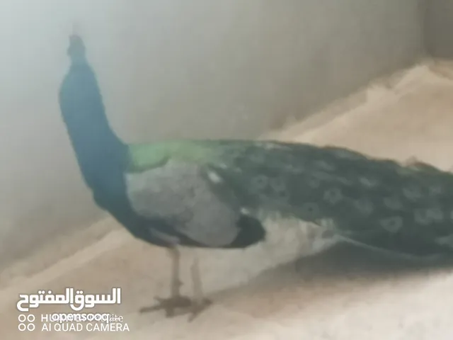 ذكر طاوس كبير كامل الريش