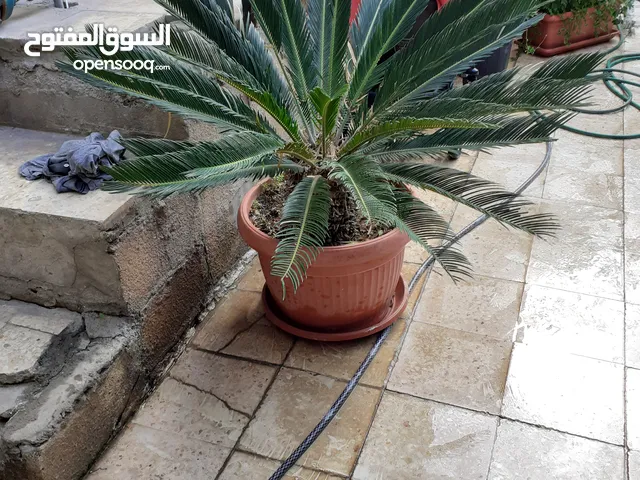 نخل ملوكي مع القواوير اربد
