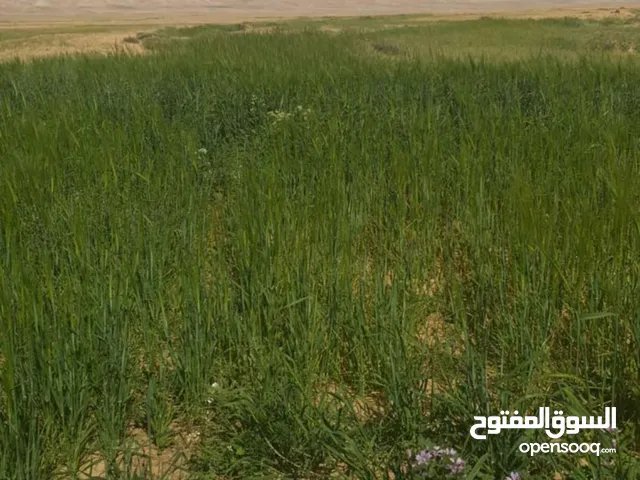 ارض للبيع في منطقه البيره السلاميه مساحه 450متر السعر 170الف دولار