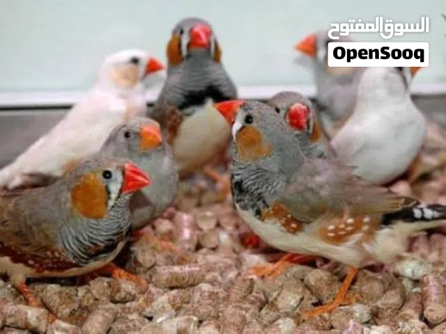 ذكر طيور الجنه عدد 6 في ابو علندا جاهزات للزواج للبيع او للبدل على اناثي