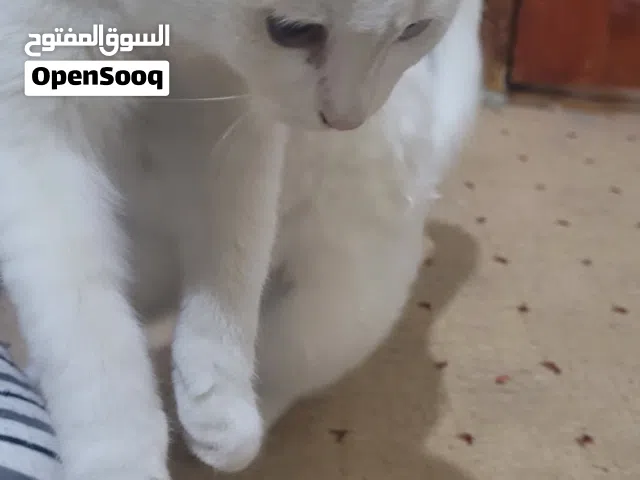 قطط للتبني صنعاء