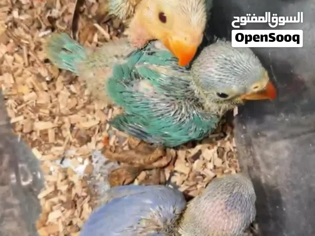 فروخ درة و حبة لوفبيردringneck babies.