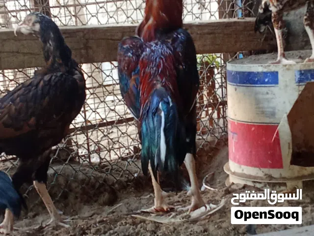 ديك باكستاني