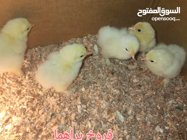 برهاما Barhama