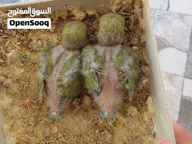 فرخين بركديلو بسعر حرق وغير قابل للنقاش