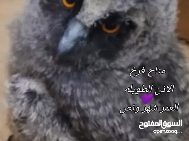 طويلة الاذن العمر شهر فيك تربيها ع كيفك الرقم بالوصف