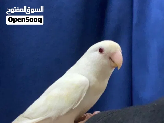 للبيع طير روز
