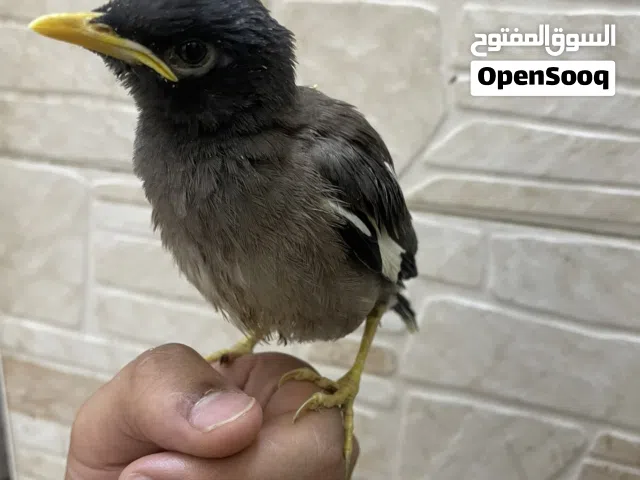 فرخ مينه كلش حلو وحرك