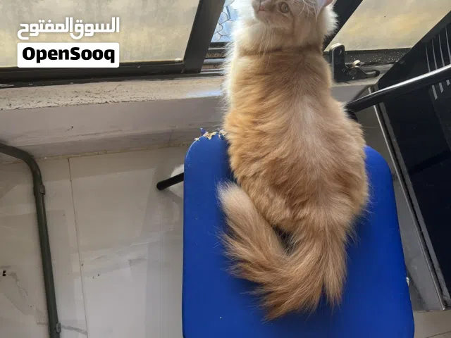 Cat for adoption