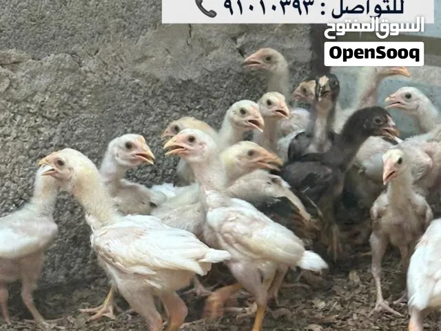 للبيع طيور تربيه متنوعه