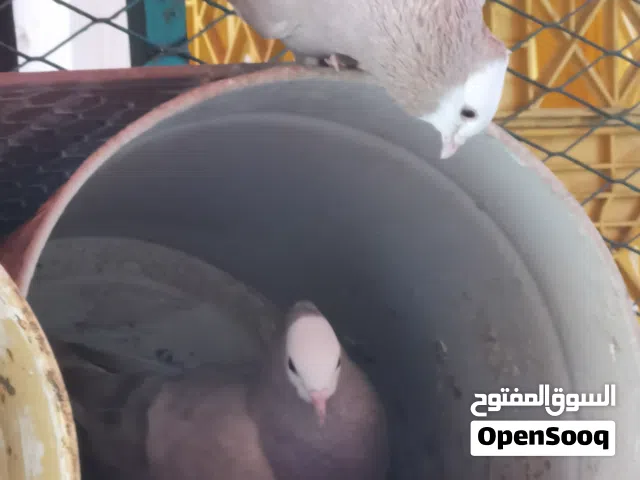 حمام صومالي ازواج وفردي