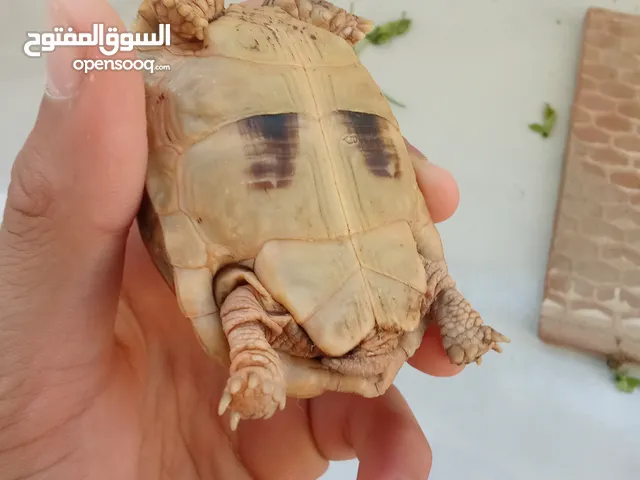 سلحفتين صحراوي للبيع او التبديل بيوناني