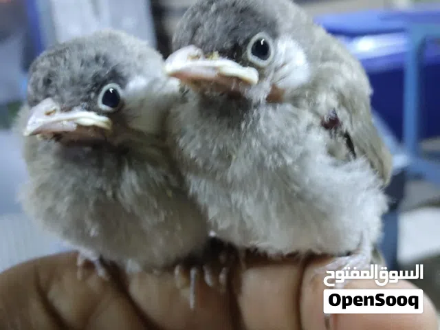 Baby Bulbul al Bahrain