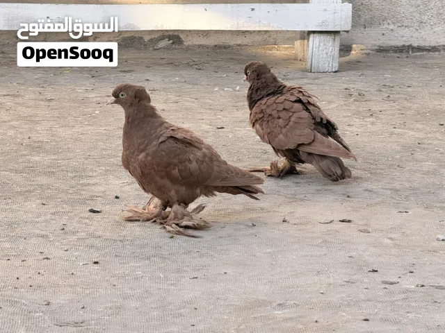 زوج رواعب مخاليف للبيع بسعر رمزي للثواب