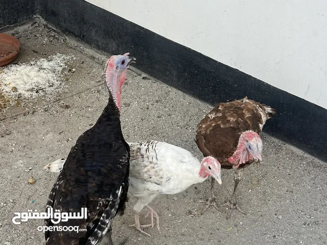 ديك رومي ثلاث حبات