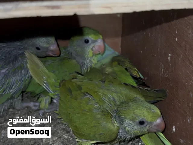 للبيع فروخ متاتو انتاج البحرين