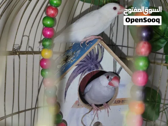 زوج طيور جاوا