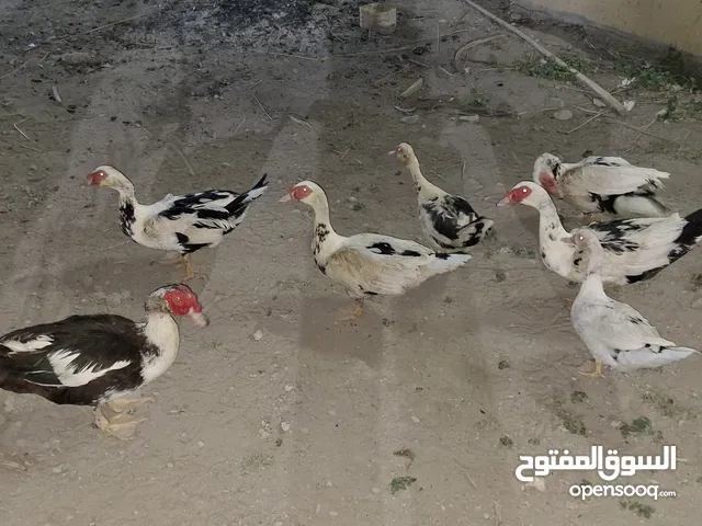 بط للبيع (نزوى)