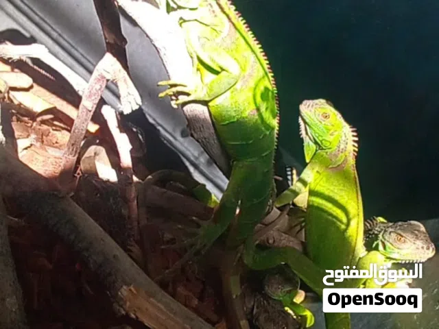 ايغوانا Vivid Green    الحجم 50 سنتي الام والاب مستوردين من امريكا  وتم انتاجها بالاردن مسالمه جداً
