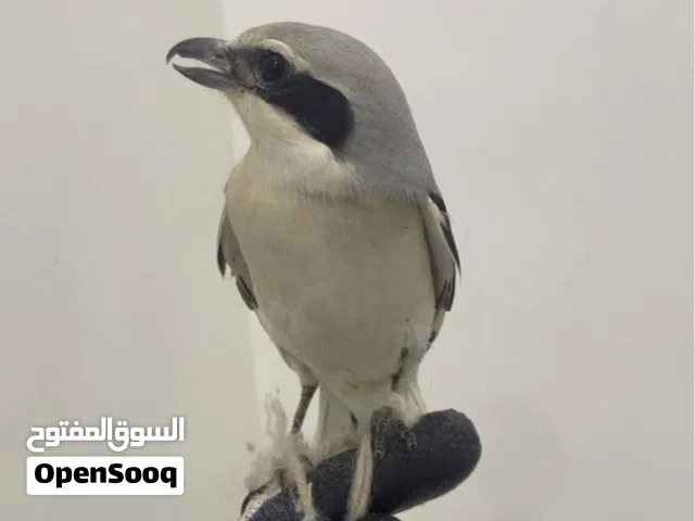 حمامي / صرد / علوي