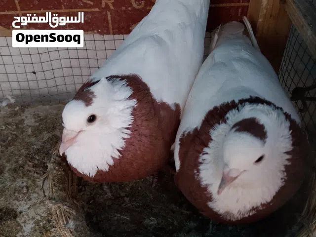 زوج حمامات للبيع