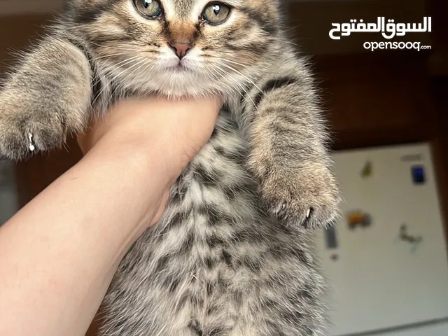 بريتيش وشانشيلا العمر شهرين ذكر وأنثى