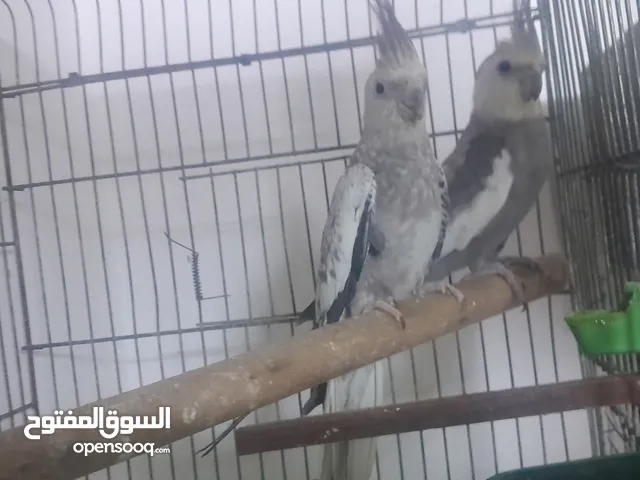 كوكتيل وايت فيس قابل للبدل