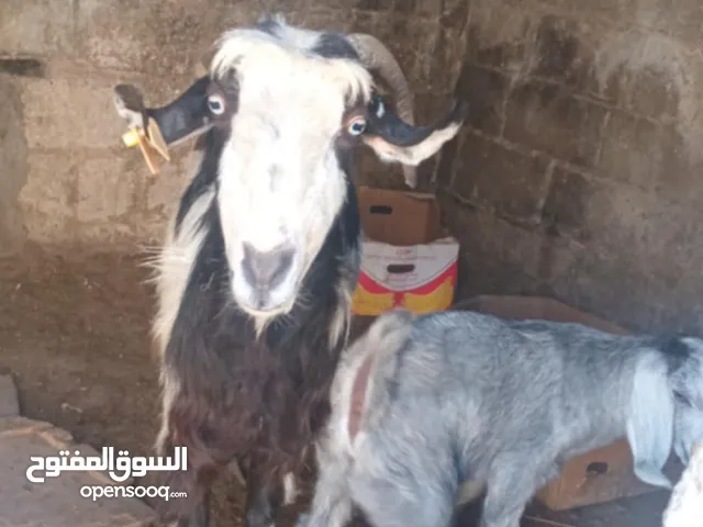 موجود عنزه جمع جديد شفرات معها جدي بالصلاه عنبي كفاله من كل شي