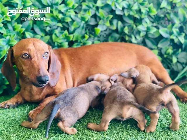 Dachshund Mini Size Male and Female puppies for Rehoming