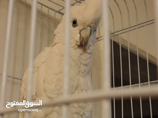 ببغاء كوكاتو امقصب خوصه صغير في العمر اعادة العرض لعدم الجديه في الشراء من قبل الوهميين حشا البعض